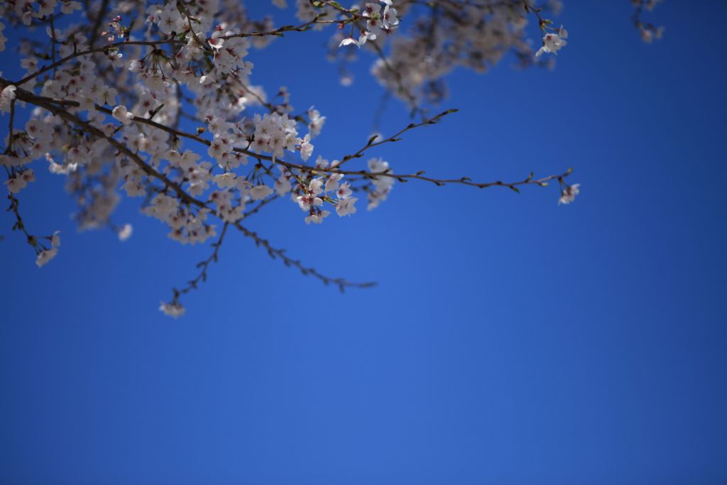 힐마루 봄 벚꽃